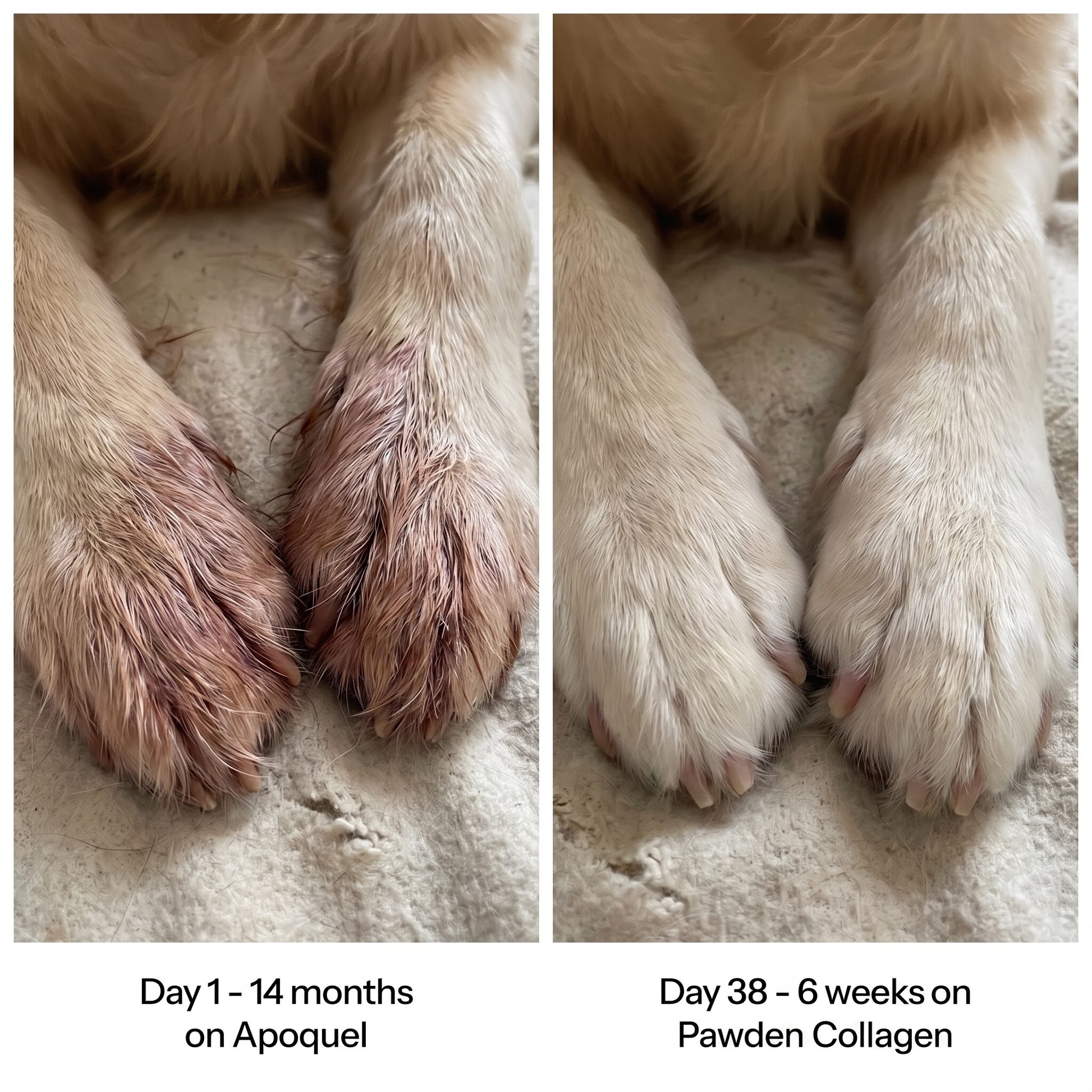 Before and after - paws on Pawden Collagen