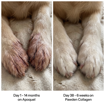 Before and after - paws on Pawden Collagen
