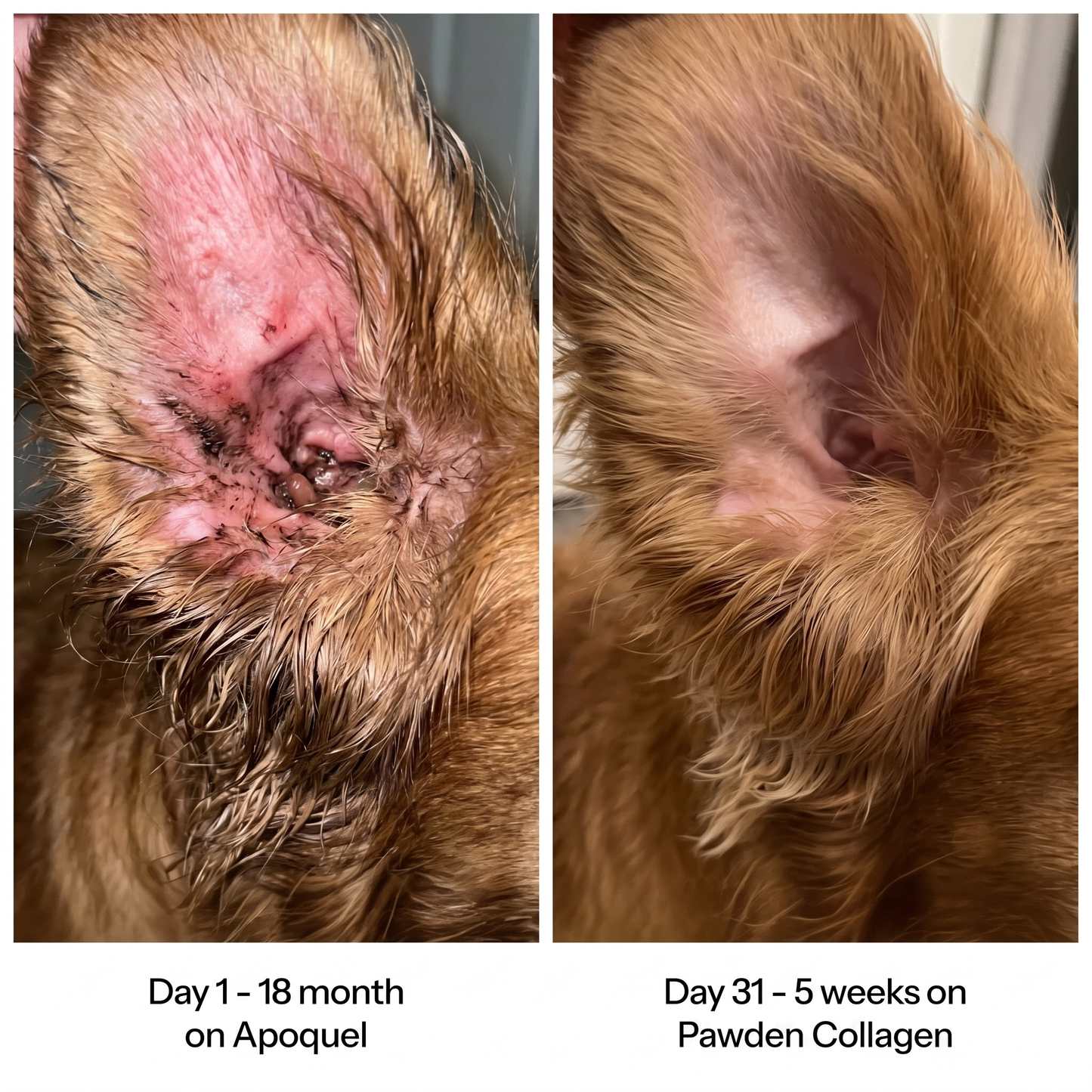 Before and after - ear health on Pawden Collagen