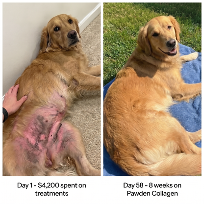 Before and after - skin recovery on Pawden Collagen